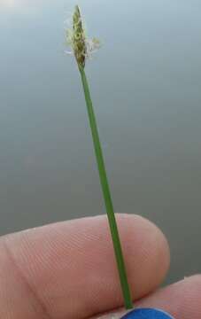 Image of Flat-Stem Spike-Rush