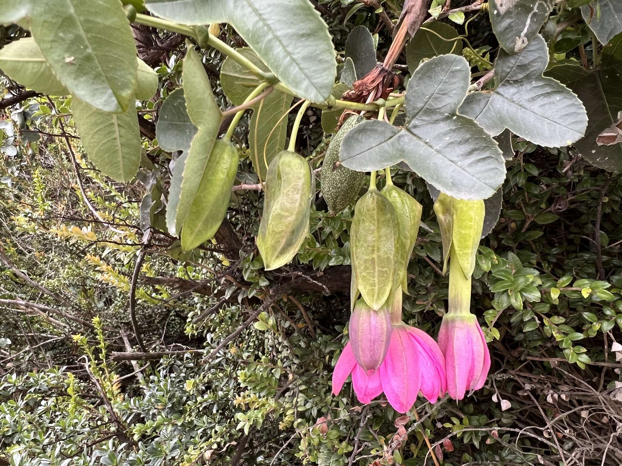 Image of Passiflora glaberrima (A. Juss.) Triana & Planch.