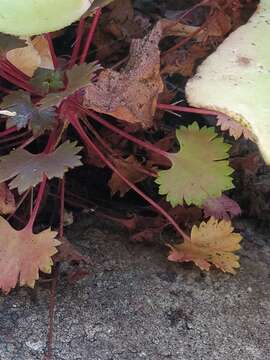 Image of Saxifraga maderensis D. Don