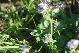 Слика од Phyllopodium cuneifolium (L. fil.) Benth.