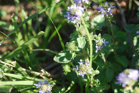 Image de Phyllopodium cuneifolium (L. fil.) Benth.