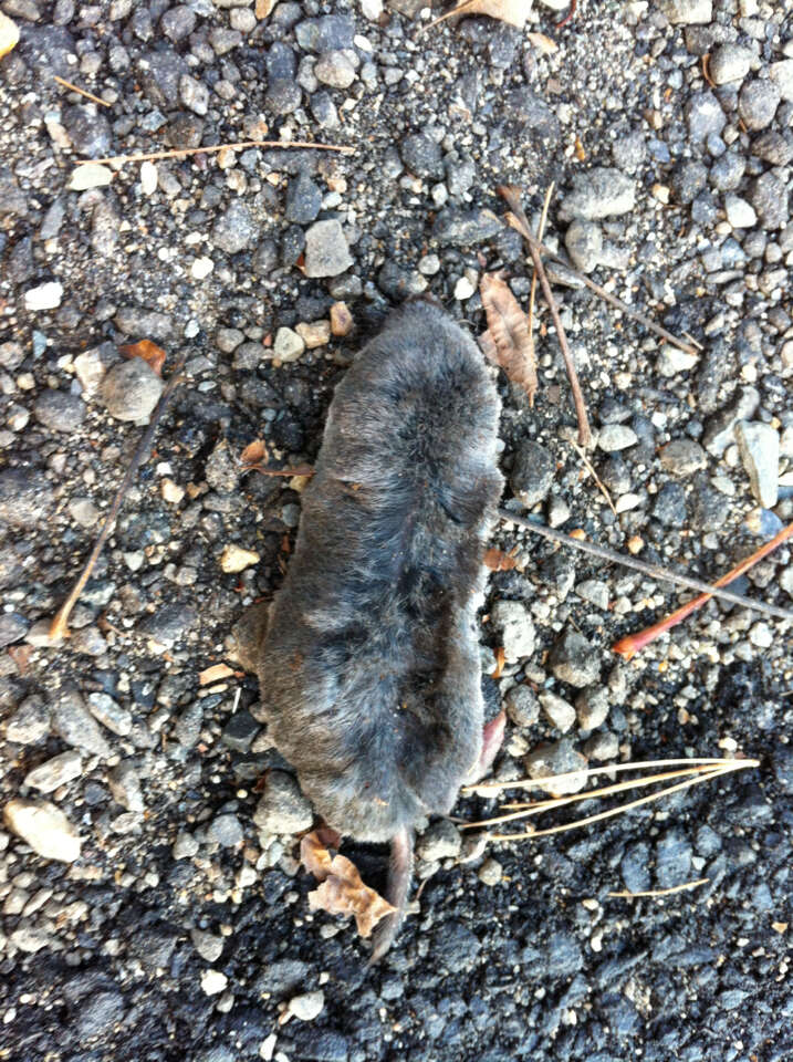 Image of American short-tailed shrew