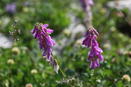 Image of Hedysarum caucasicum M. Bieb.