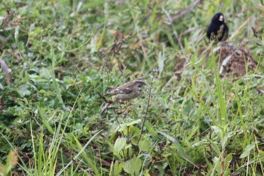 Image of Reichenow's Seedeater