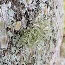 صورة <i>Ramalina denticulata</i>