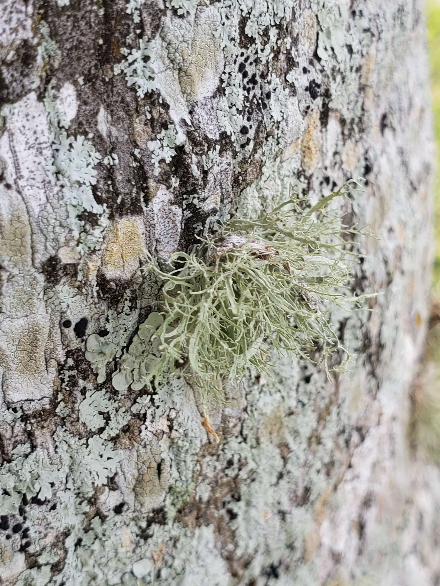 Imagem de <i>Ramalina denticulata</i>