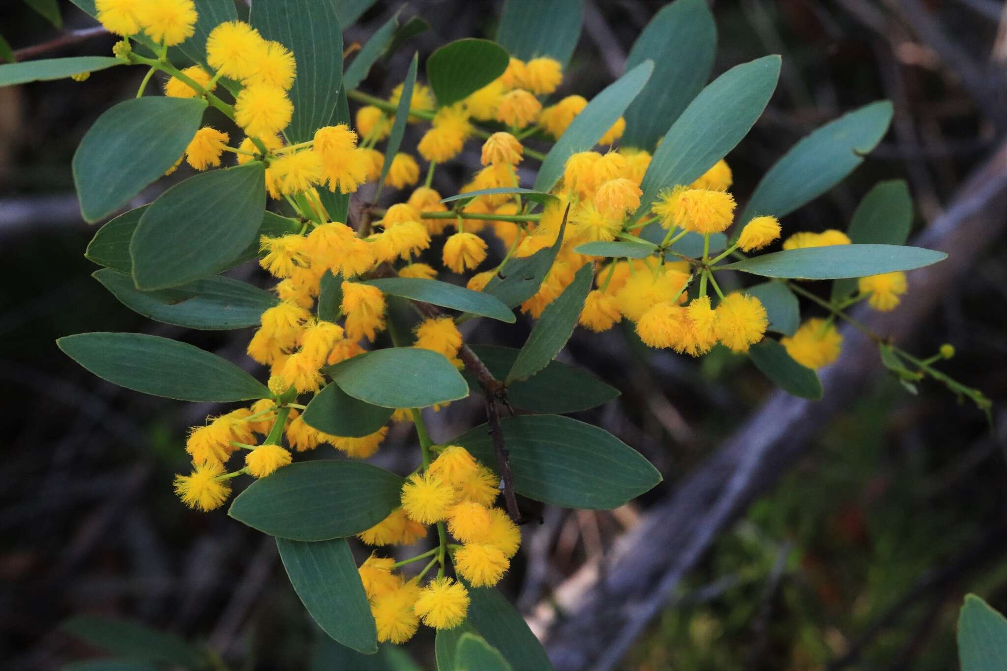 Image of Acacia complanata A. Cunn. ex Benth.