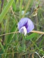 Sivun Lathyrus berteroanus Savi kuva