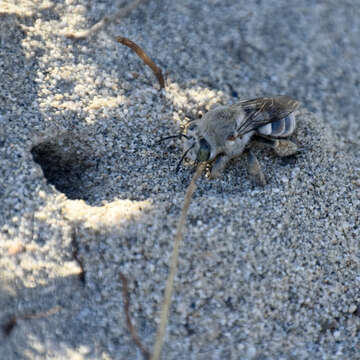 Image of Habropoda pallida (Timberlake 1937)