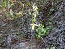 Image of Albuca juncifolia Baker