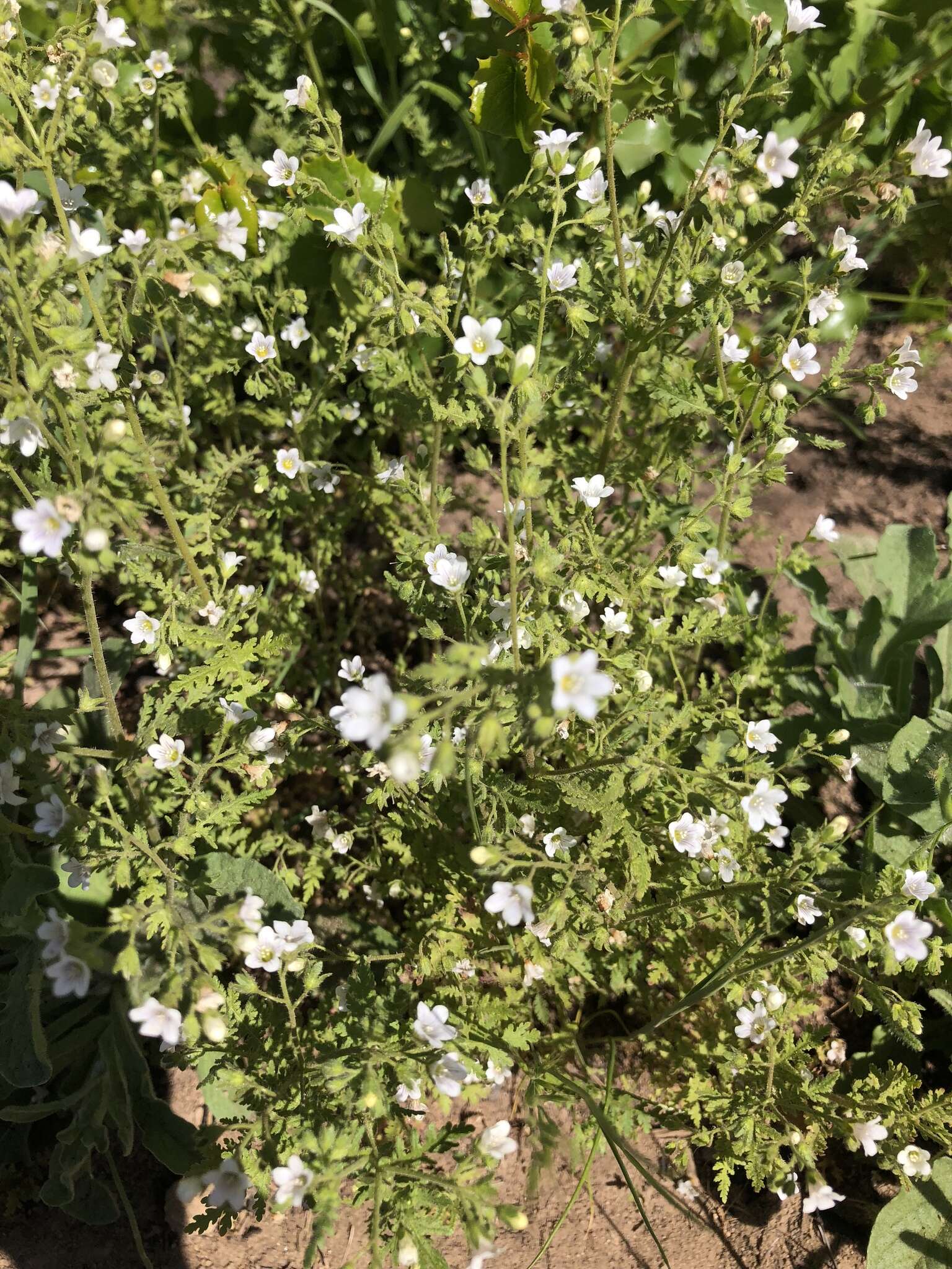 Image de Eucrypta chrysanthemifolia (Benth.) Greene