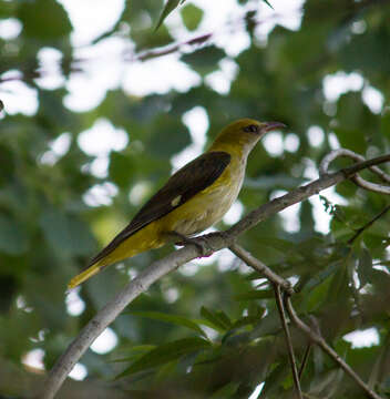 Image of Eurasian Golden Oriole