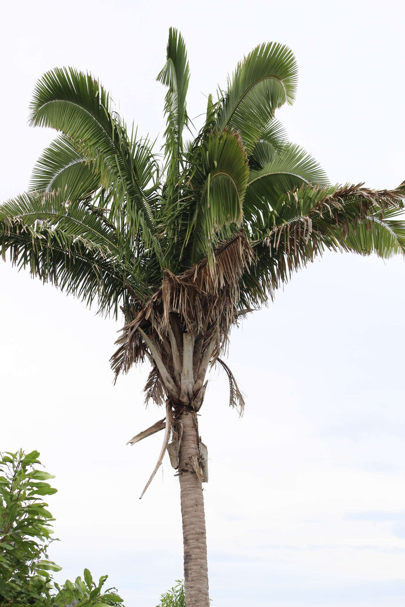 Image of Attalea guacuyule (Liebm. ex Mart.) Zona