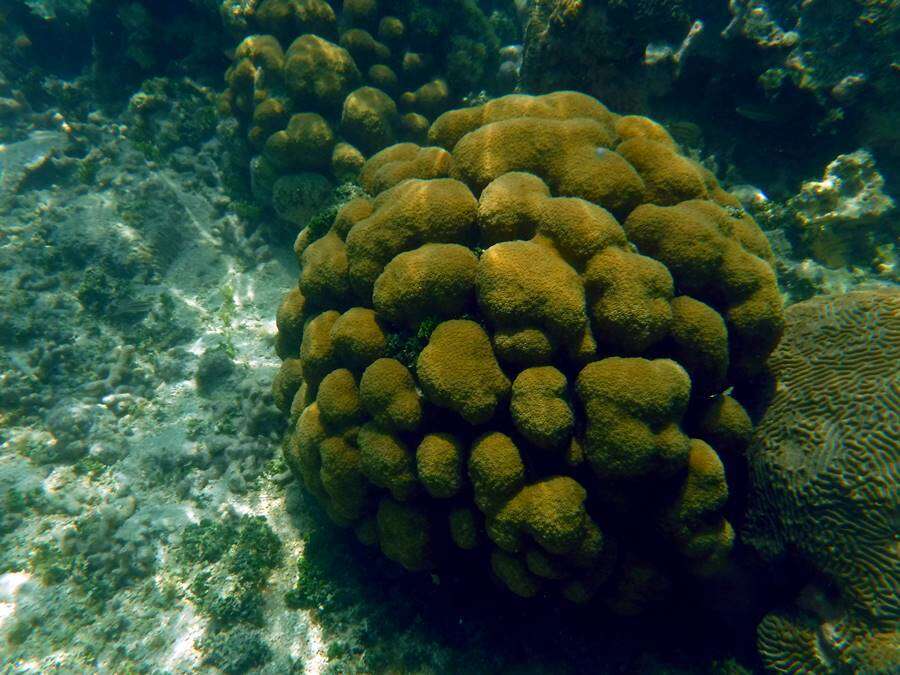 Image de Corail étoilé massif