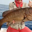 Image of Olive grouper