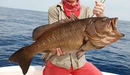 Image of Olive grouper