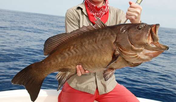 Hyporthodus cifuentesi (Lavenberg & Grove 1993) resmi