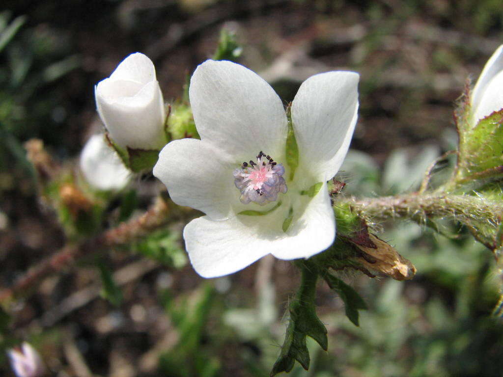 Image de Anisodontea biflora (Desr.) D. M. Bates