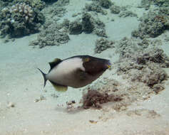 Image of Bridle Triggerfish