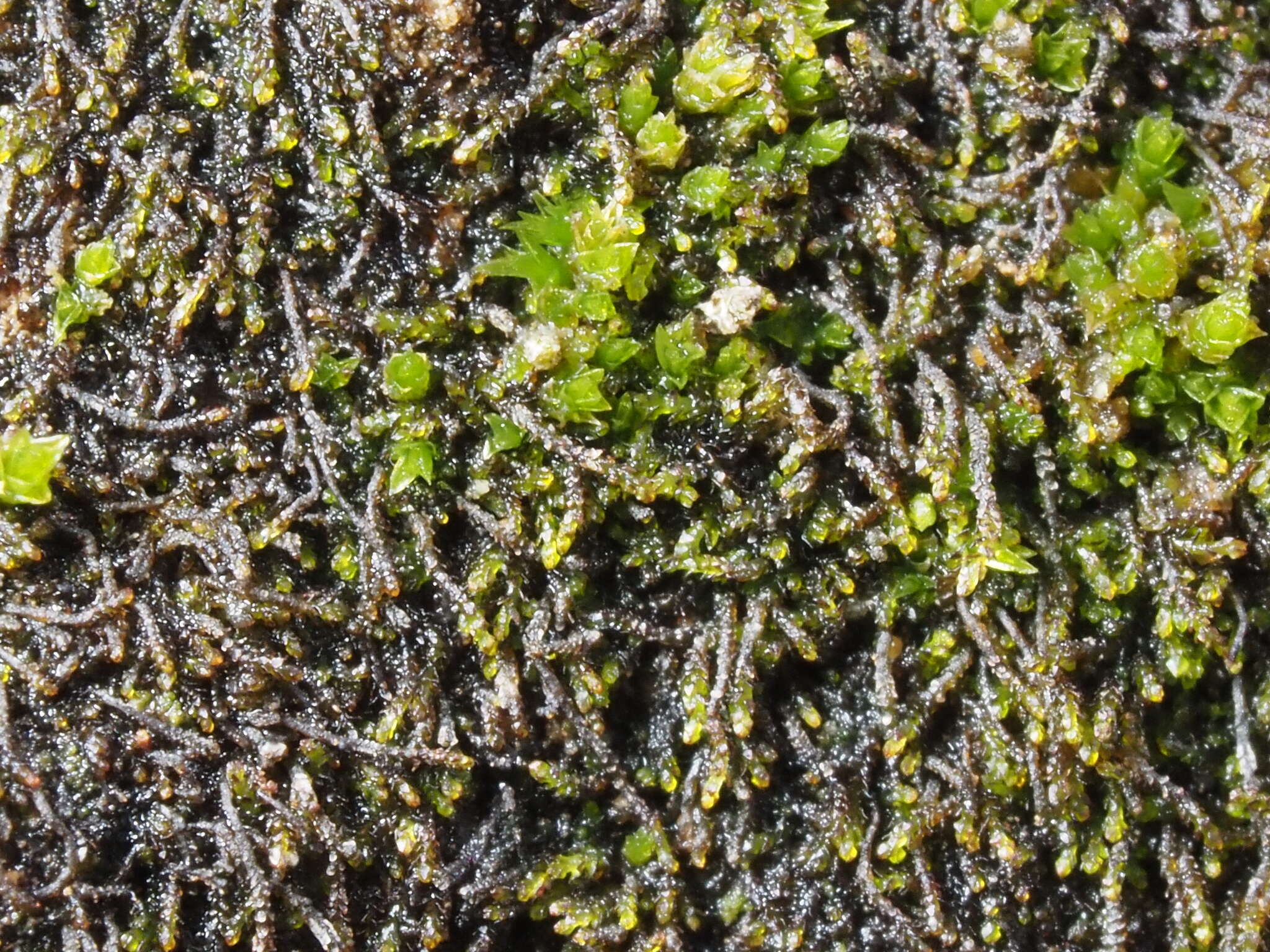 Image of Cephaloziella divaricata (Sm.) Schiffn.