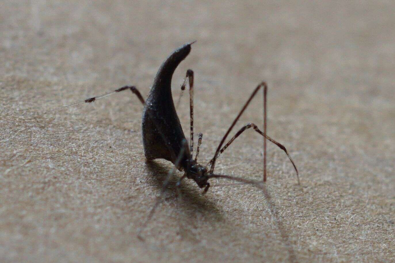 Image of Rhomphaea projiciens O. Pickard-Cambridge 1896