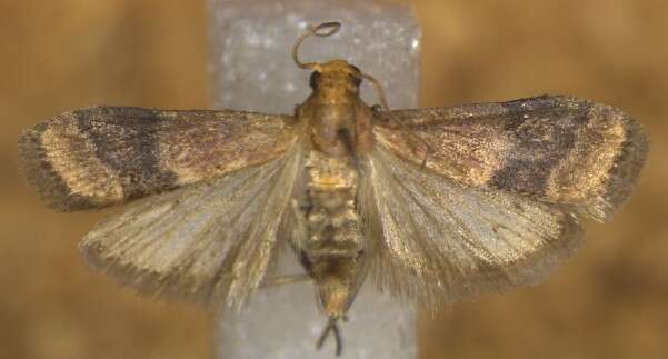 Image of Broad-banded Eulogia Moth