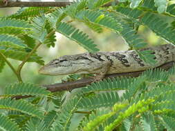 Image of Brazilian Bush Anole