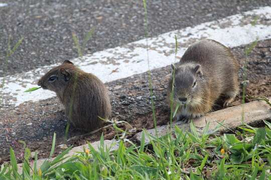 Image of Yellow-toothed cavy