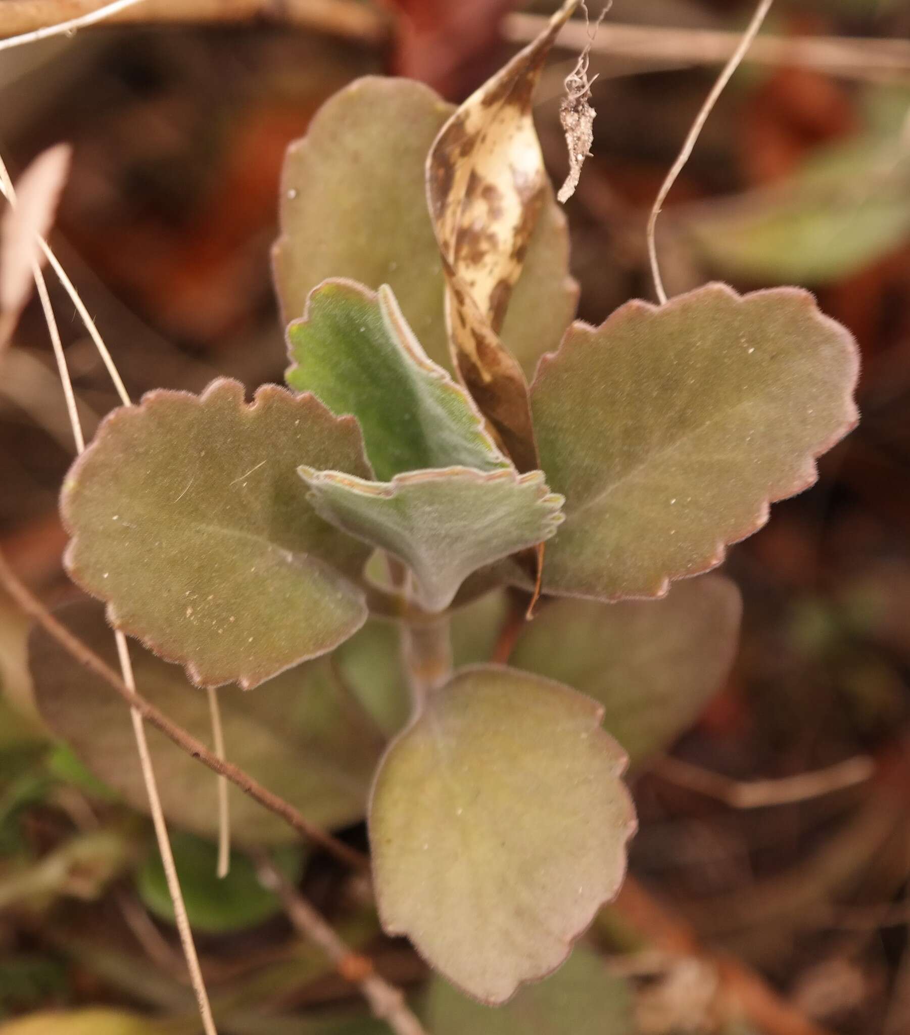 Image of Kalanchoe velutina Welw. ex Britten