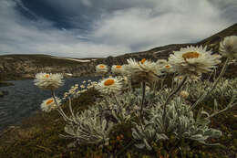 Слика од Leucochrysum alpinum (F. Müll.) R. J. Dennis & N. G. Walsh