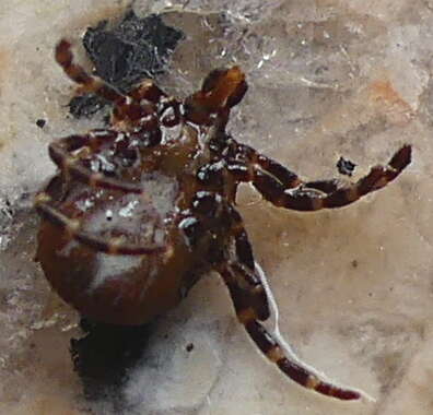 Image of Tick