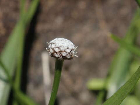 Image of sixangle pipewort