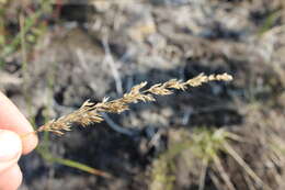 Image of Lapland Reedgrass