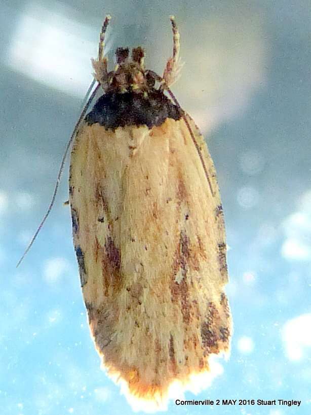 Image de Agonopterix atrodorsella Clemens 1863