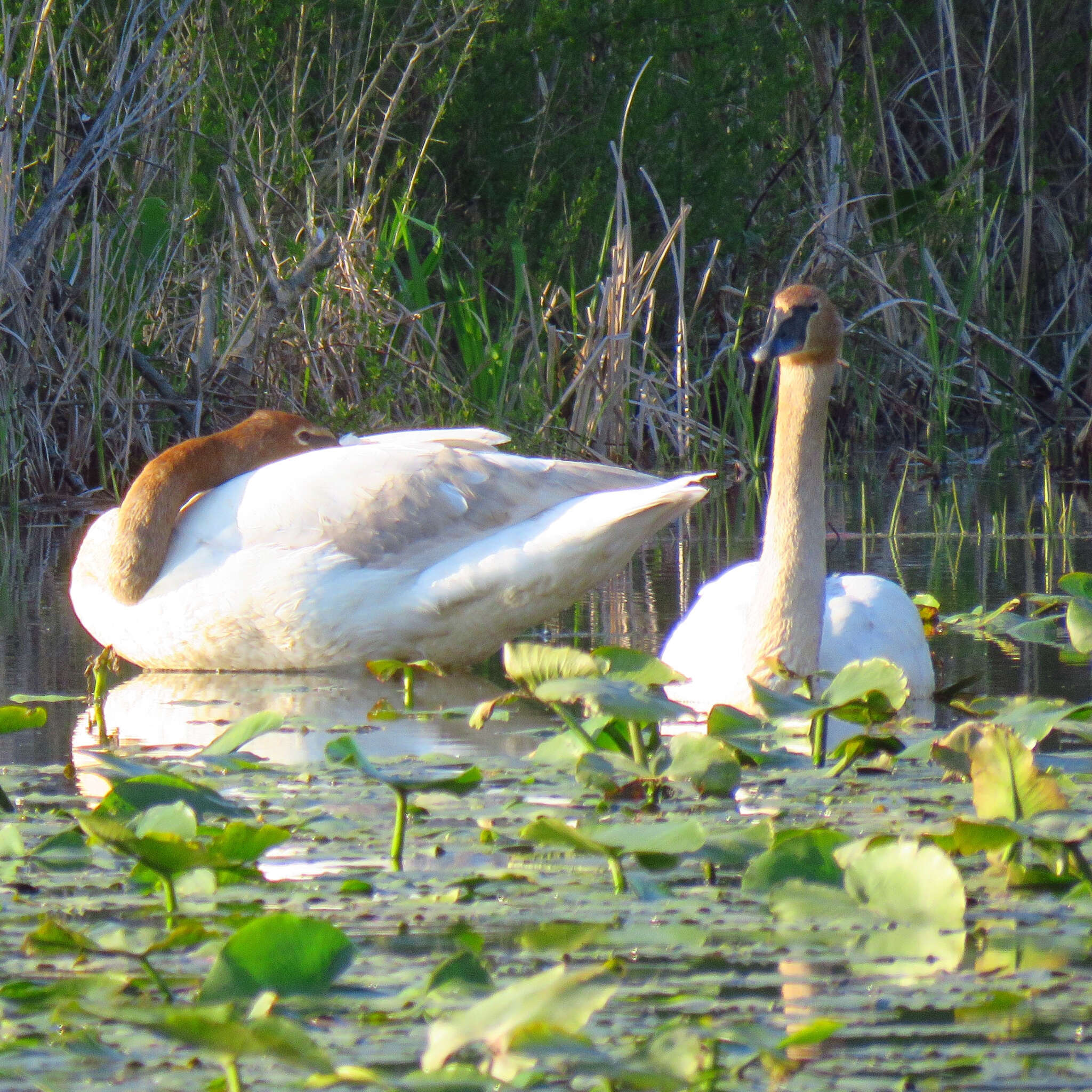 Image of Trumpeter Swan