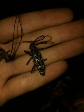 Taeniotes marmoratus Thomson 1865 resmi