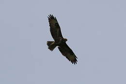 Image of Buteo buteo buteo (Linnaeus 1758)