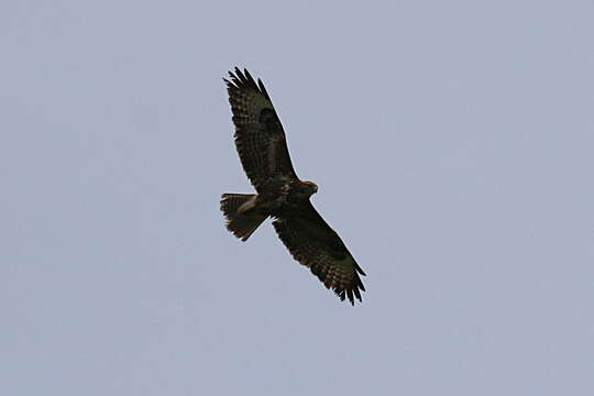 Image of Buteo buteo buteo (Linnaeus 1758)