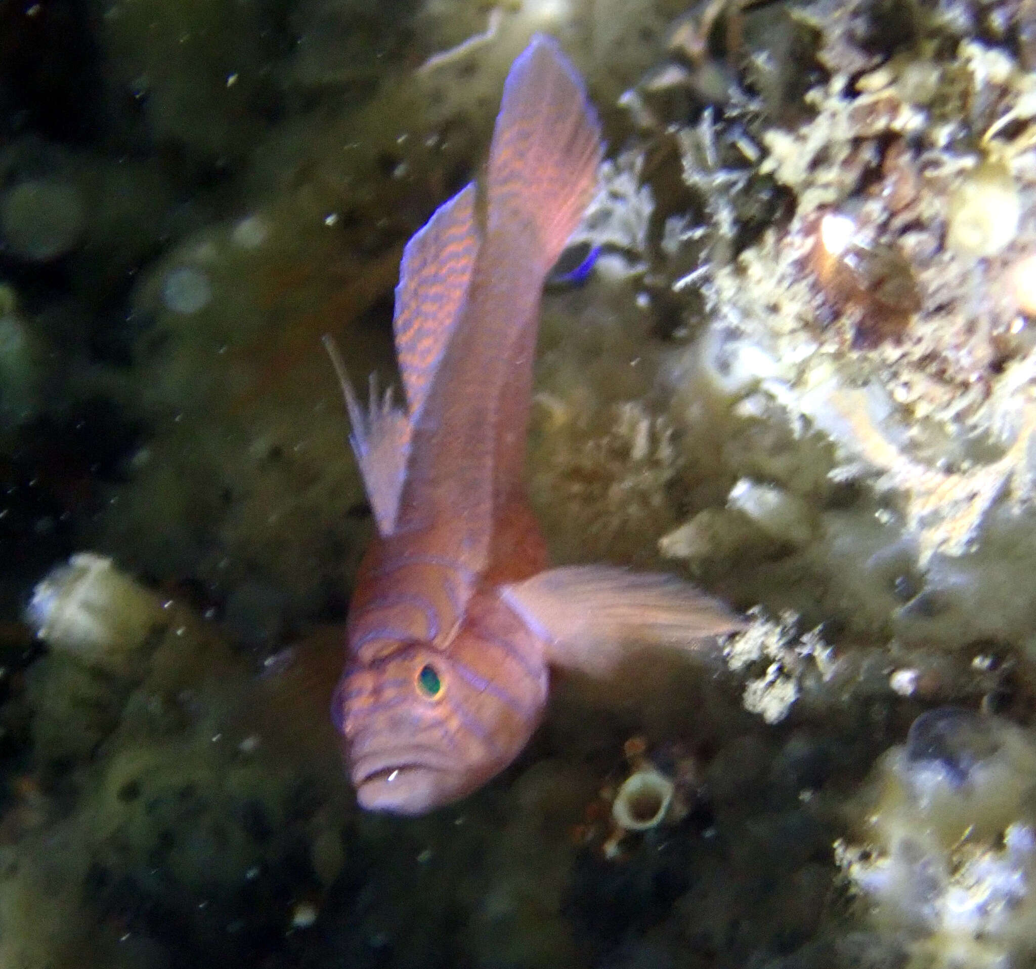 Image of Orange reef-goby