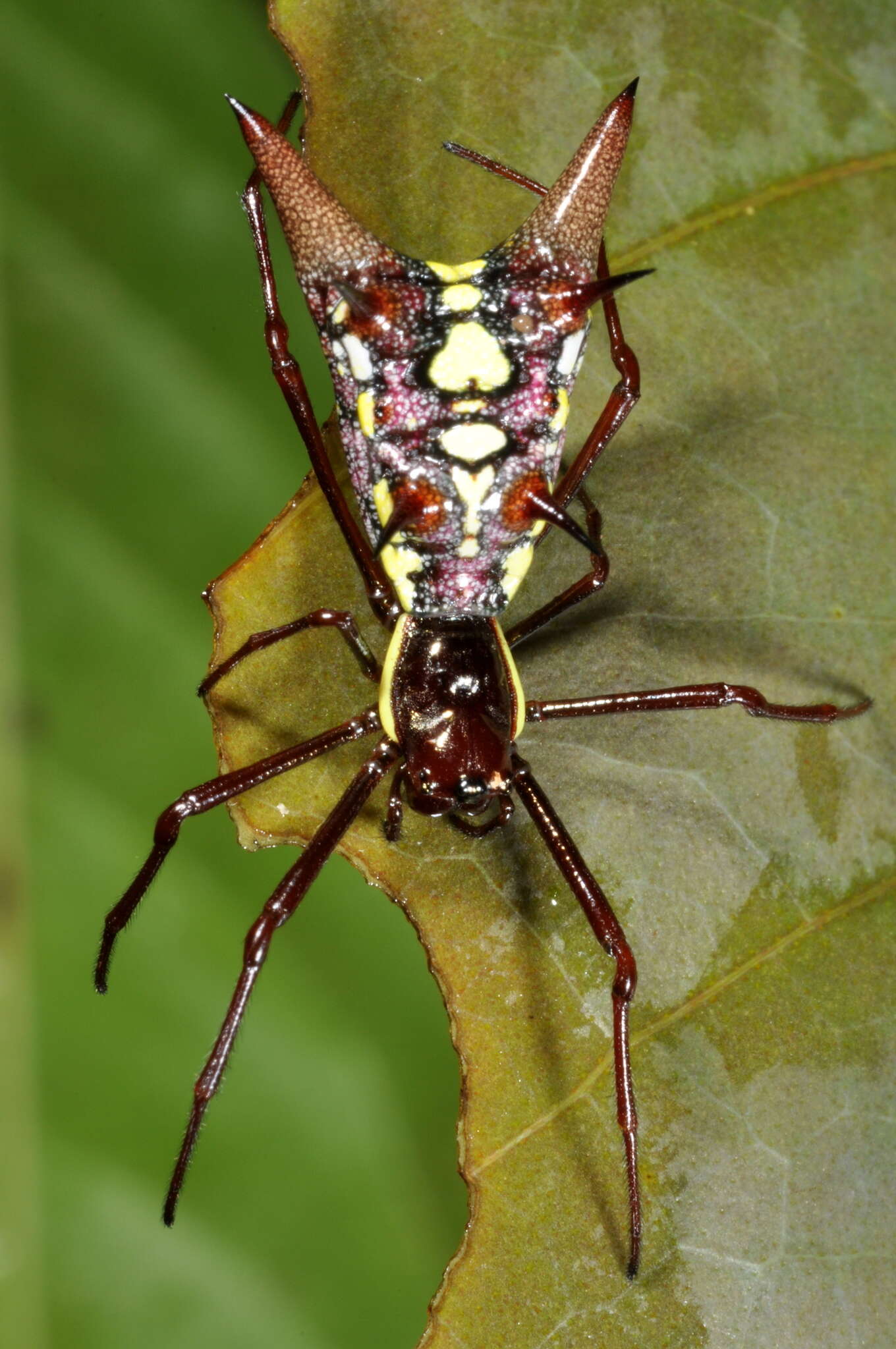 Image of Micrathena spinosa (Linnaeus 1758)