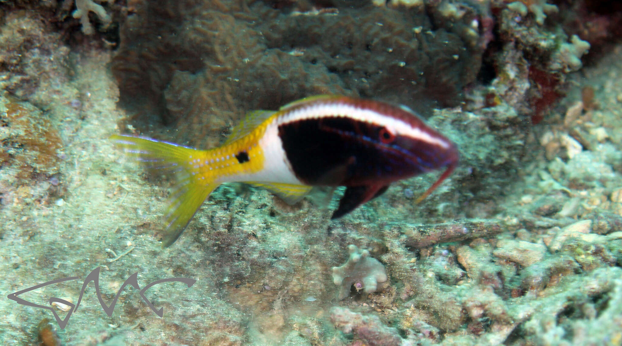 Image of Bicolor goatfish