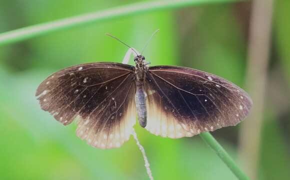Euploea alcathoe Godart 1819的图像