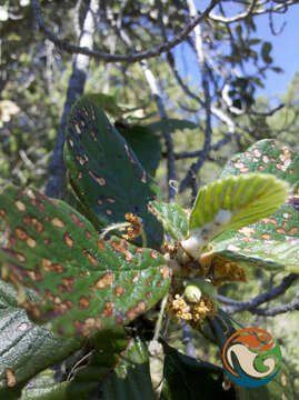 Cercocarpus pringlei (C. K. Schneid.) Rydb.的圖片