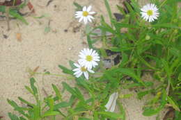 Image of Brachyscome graminea (Labill.) F. Müll.