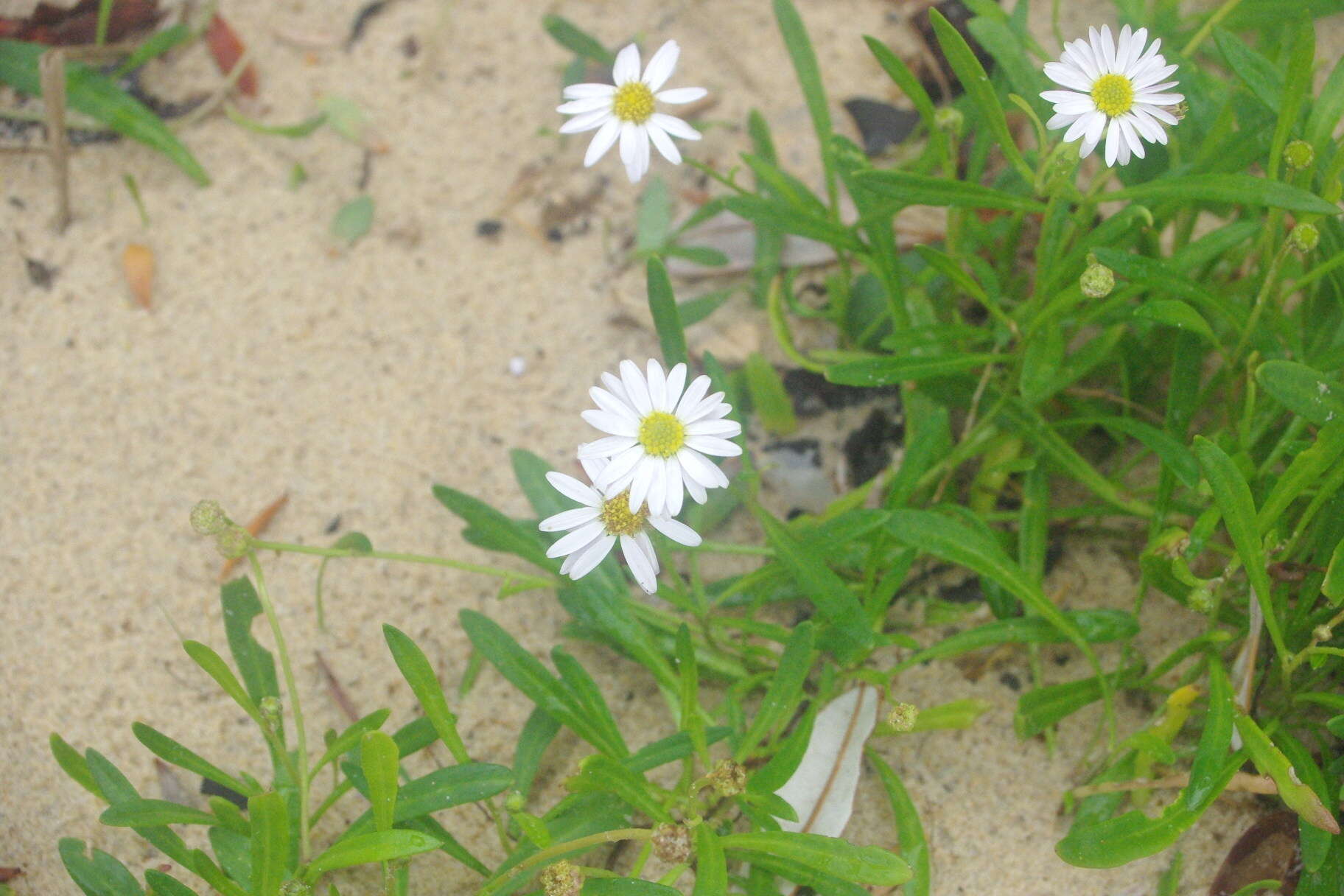 Image of Brachyscome graminea (Labill.) F. Müll.