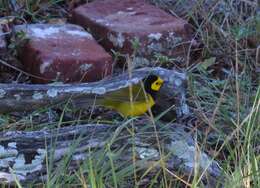 Image of Hooded Warbler