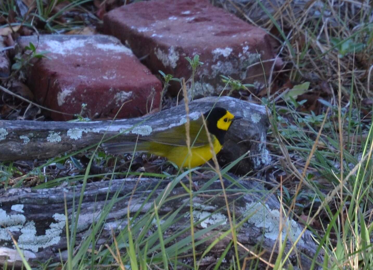 Image of Hooded Warbler