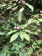 Image of Lepidonia jonesii (B. L. Turner) H. Rob. & V. A. Funk