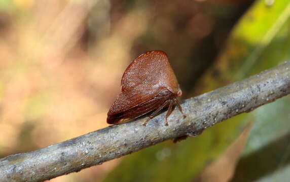 Image of Archasia pallida Fairmaire