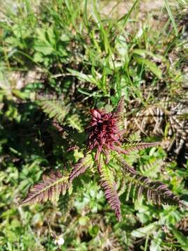 Слика од Pedicularis recutita L.